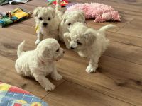 chłopcy - 6 tygodni